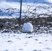 Wildlife at the Top of the World