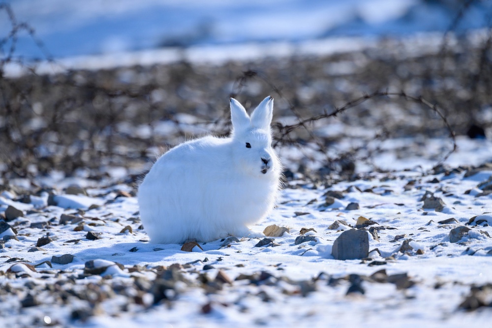 Wildlife at the Top of the World