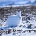 Wildlife at the Top of the World