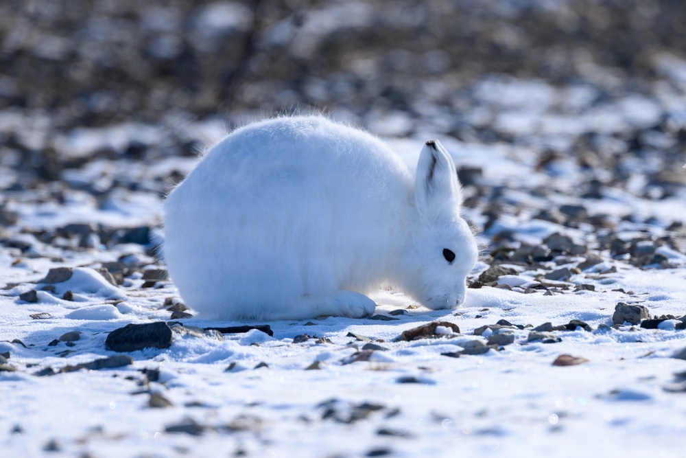 Wildlife at the Top of the World