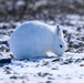 Wildlife at the Top of the World