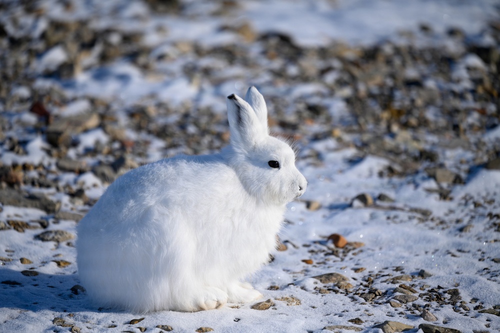 Wildlife at the Top of the World