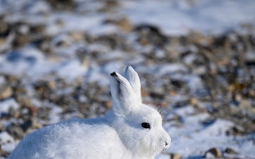 Wildlife at the Top of the World