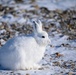 Wildlife at the Top of the World