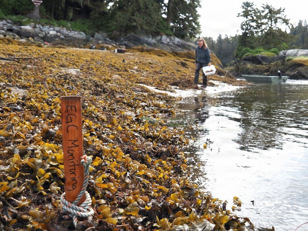 Anan Wildlife Observatory European Green Crab Survey