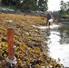 Anan Wildlife Observatory European Green Crab Survey