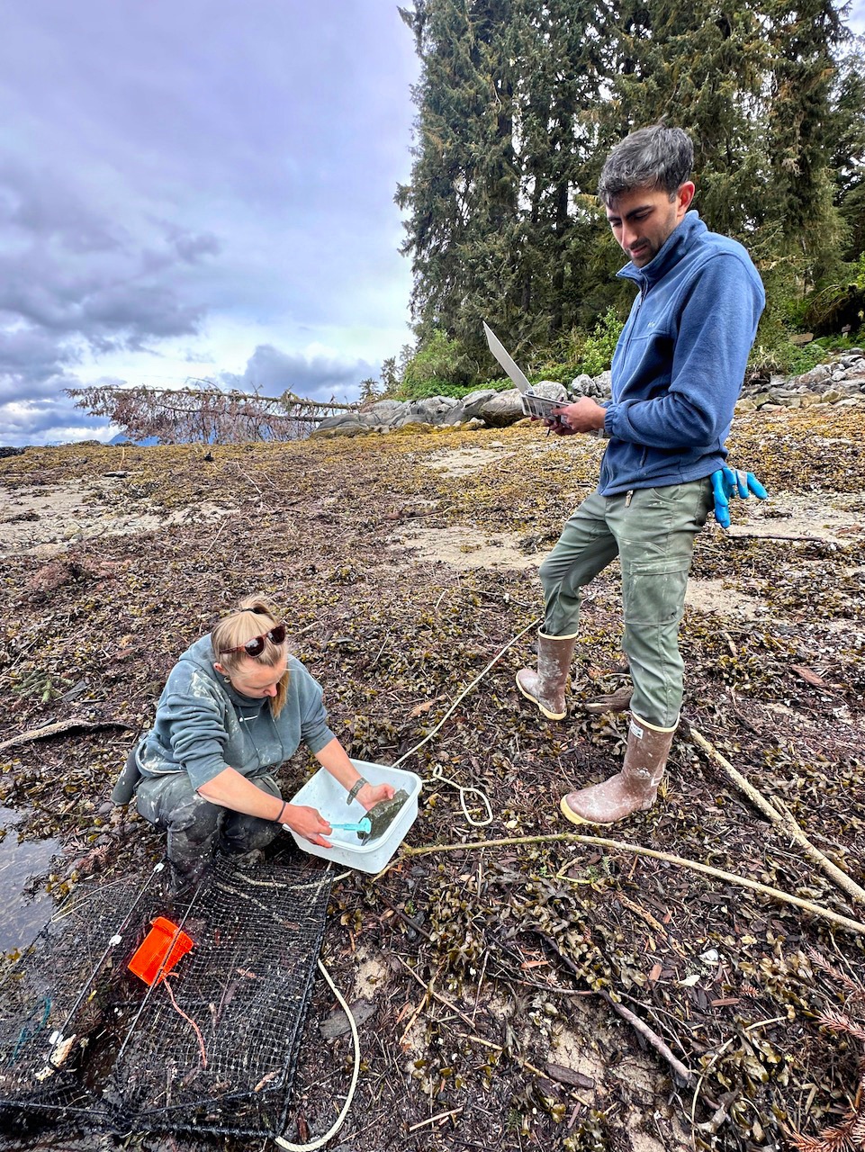Anan Wildlife Observatory European Green Crab Survey