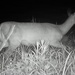 University teams trace Corps of Discovery route, gather photographic wildlife data at Fort Leavenworth