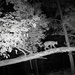 University teams trace Corps of Discovery route, gather photographic wildlife data at Fort Leavenworth