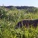 University teams trace Corps of Discovery route, gather photographic wildlife data at Fort Leavenworth