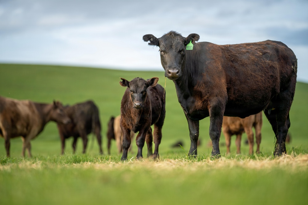 USDA Makes Grants Available to Help Meat and Poultry Processors Expand Capacity