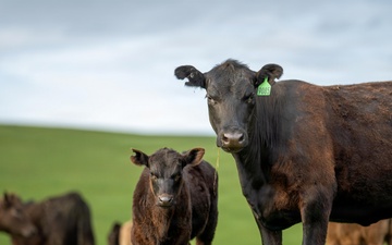 USDA Makes Grants Available to Help Meat and Poultry Processors Expand Capacity
