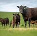 USDA Makes Grants Available to Help Meat and Poultry Processors Expand Capacity