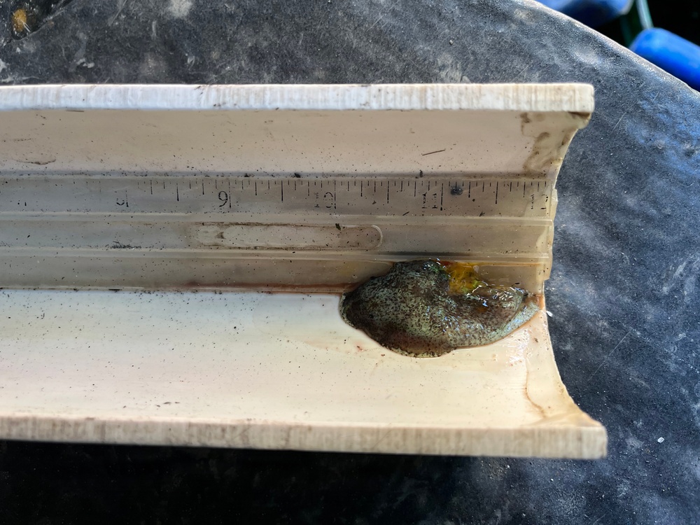 Beyond the desk: A week aboard a USACE dredging vessel to protect an ancient, elusive fish