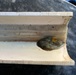 Beyond the desk: A week aboard a USACE dredging vessel to protect an ancient, elusive fish
