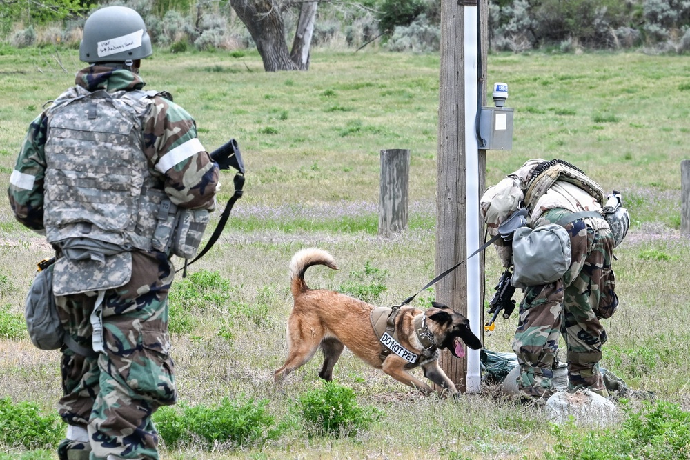 Meet Mamba: Hill AFB's newest MWD strengthens squadron readiness [