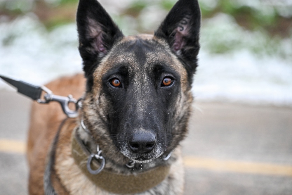 Meet Mamba: Hill AFB's newest MWD strengthens squadron readiness [