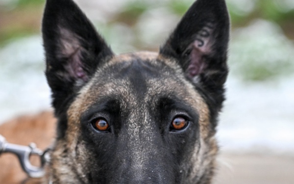 Meet Mamba: Hill AFB's newest MWD strengthens squadron readiness [