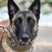 Meet Mamba: Hill AFB's newest MWD strengthens squadron readiness [