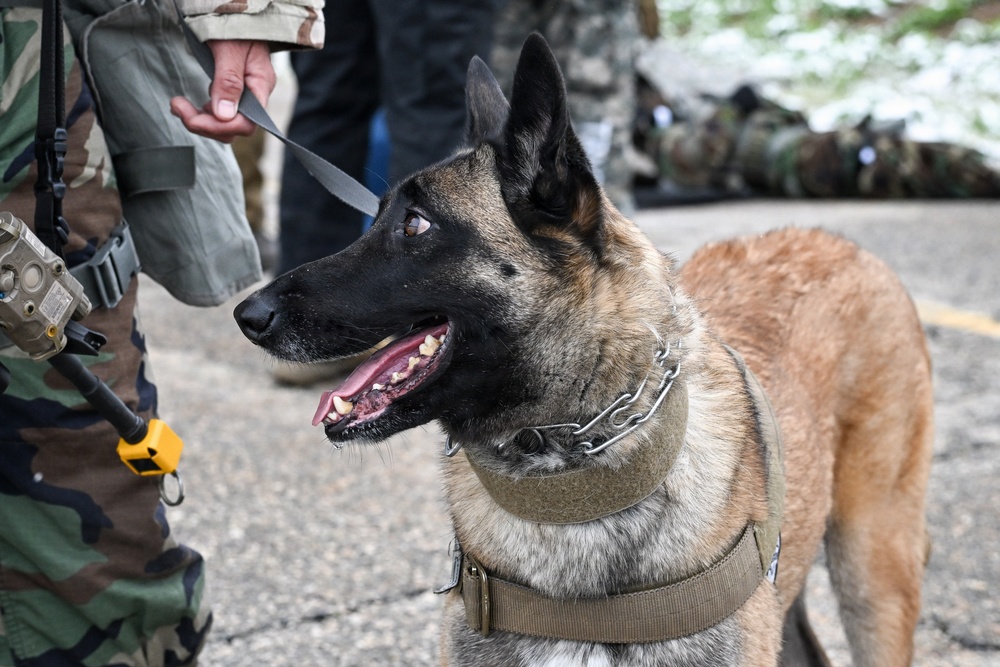 Meet Mamba: Hill AFB's newest MWD strengthens squadron readiness [