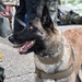 Meet Mamba: Hill AFB's newest MWD strengthens squadron readiness [
