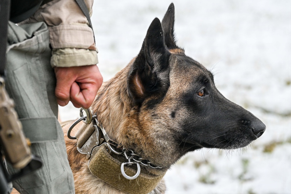 Meet Mamba: Hill AFB's newest MWD strengthens squadron readiness [