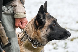 Meet Mamba: Hill AFB's newest MWD strengthens squadron readiness [