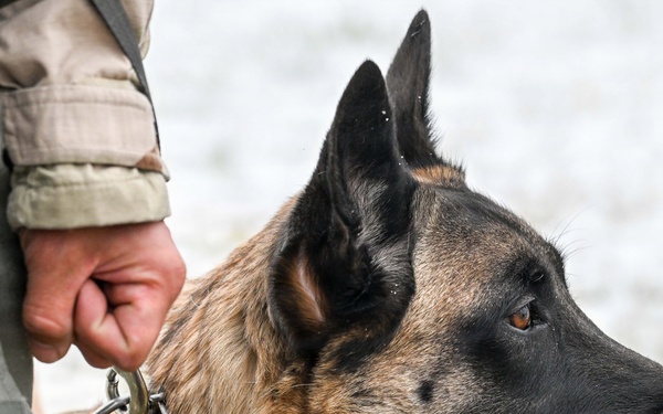 Meet Mamba: Hill AFB's newest MWD strengthens squadron readiness [