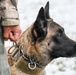 Meet Mamba: Hill AFB's newest MWD strengthens squadron readiness [