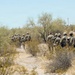 Arizona National Guard conduct air and ground tactical training