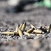 HHB, MDC-E USAG-Wiesbaden Complete M4 Carbine Qualification