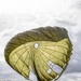 US, Allied paratroopers jump at historic drop zone in Normandy for D-Day 82