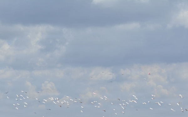 America's Waters - Lake Okeechobee