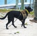 U.S. Coast Guard concludes Bahamas mission in Lynette Hooker disappearance investigation