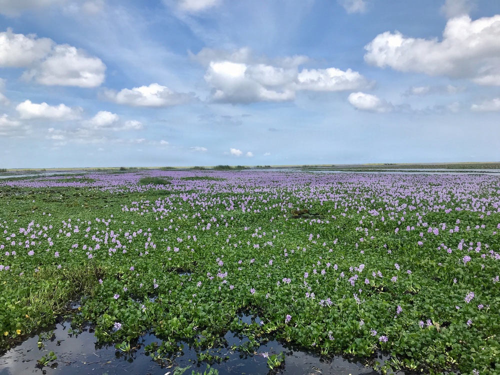 Lake Okeechobee Invasive Water Hyacinth