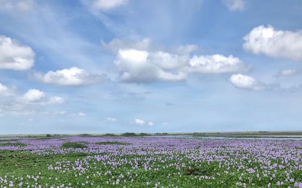 Lake Okeechobee Invasive Water Hyacinth