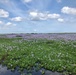 Lake Okeechobee Invasive Water Hyacinth