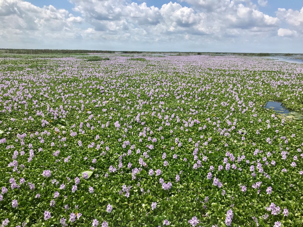 Lake Okeechobee Invasive Water Hyacinth
