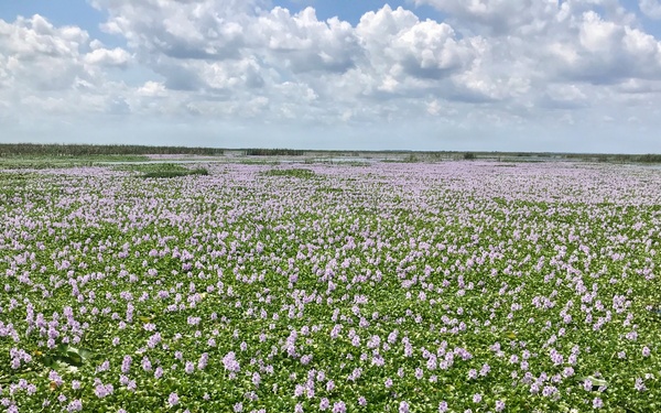 Lake Okeechobee Invasive Water Hyacinth