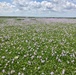 Lake Okeechobee Invasive Water Hyacinth