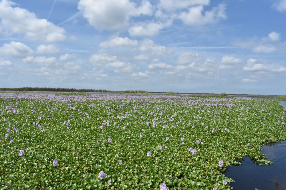 Lake Okeechobee Invasive Water Hyacinth