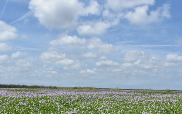 Lake Okeechobee Invasive Water Hyacinth