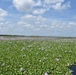 Lake Okeechobee Invasive Water Hyacinth