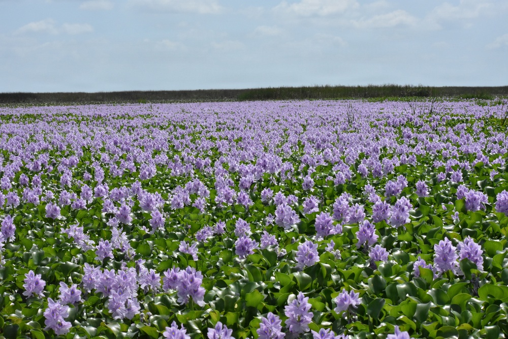 Lake Okeechobee Water Hyacinth Infestation
