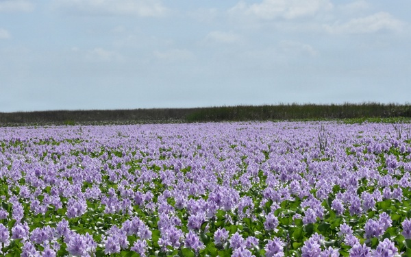 Lake Okeechobee Water Hyacinth Infestation