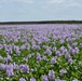 Lake Okeechobee Water Hyacinth Infestation