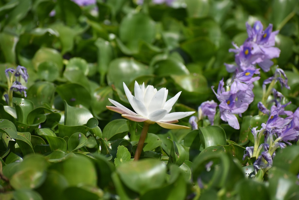Lake Okeechobee Invasive Water Hyacinth