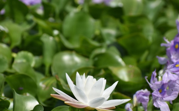 Lake Okeechobee Invasive Water Hyacinth