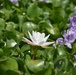 Lake Okeechobee Invasive Water Hyacinth