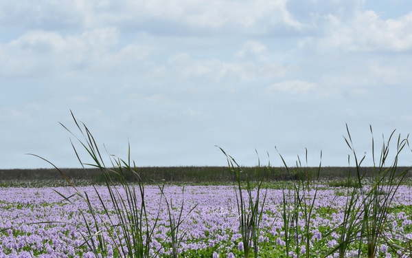 Lake Okeechobee Aquatic Invasive Water Hyacinth